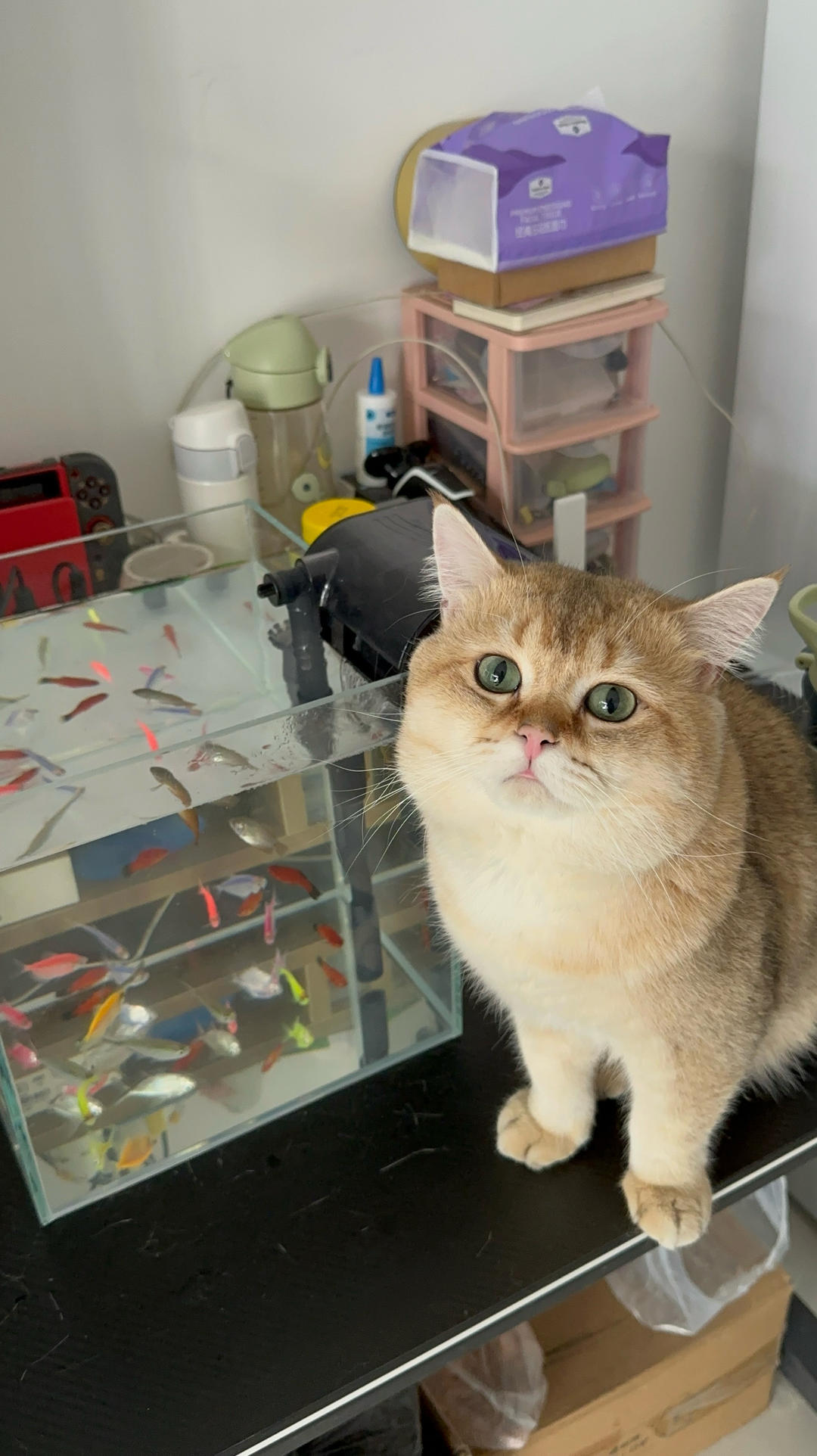 间歇性热爱厨房