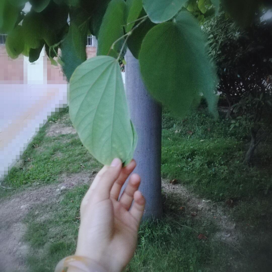 山有木兮在静待