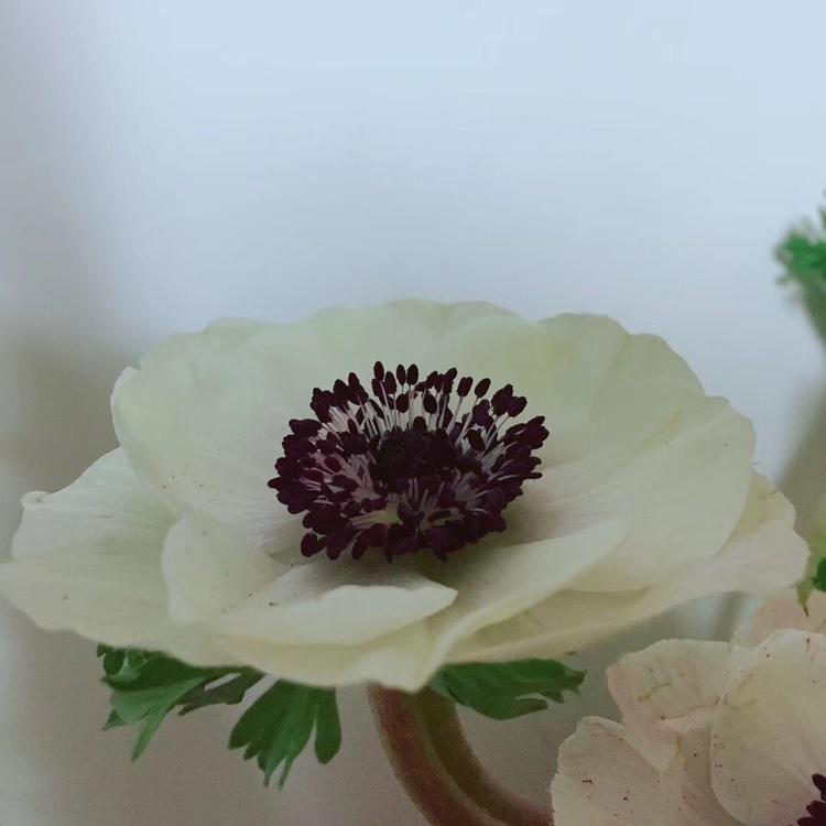 舞麻麻