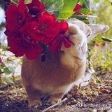 Cherry_faut