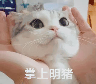 猫小黑酱白又白
