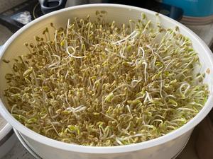 葫芦巴籽发芽菜的做法 步骤4