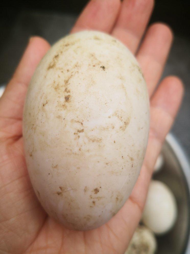 无泡打粉大肉包