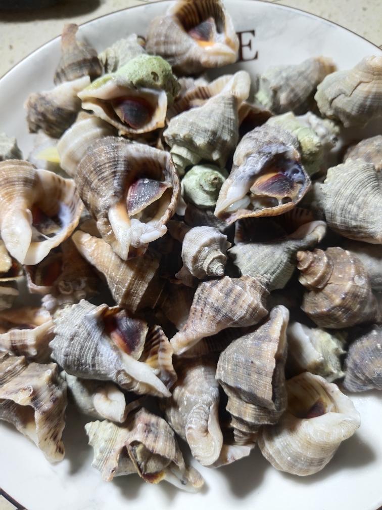 清煮海螺的做法