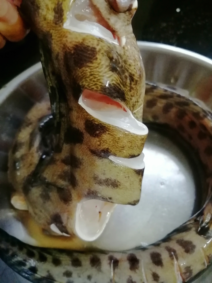蛇婆(鱼)蒸豆豉蒜泥的做法 步骤2