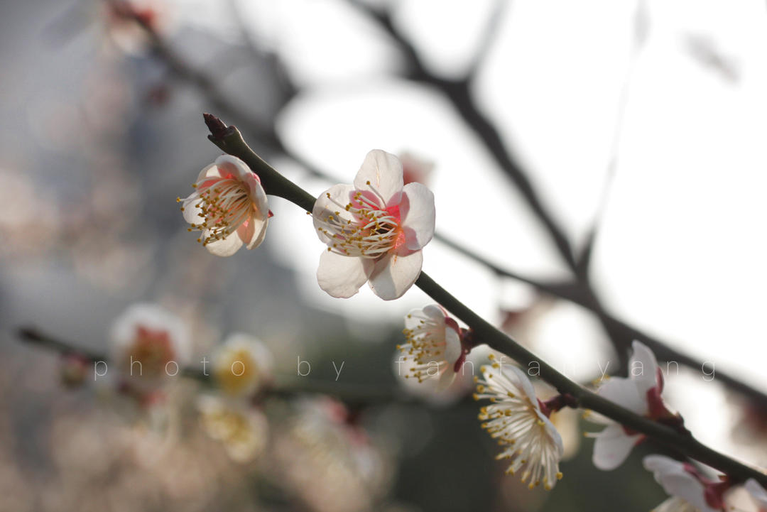 花样早餐