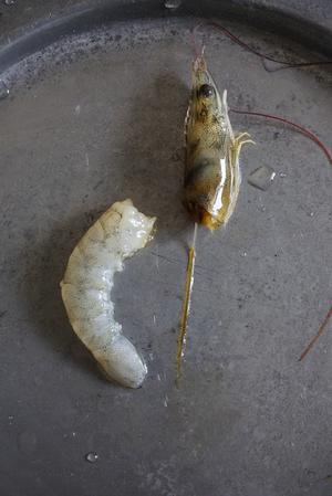 虾仁猪肉胡萝卜馄饨-附剥活虾技巧.几种馄饨包法的做法 步骤10