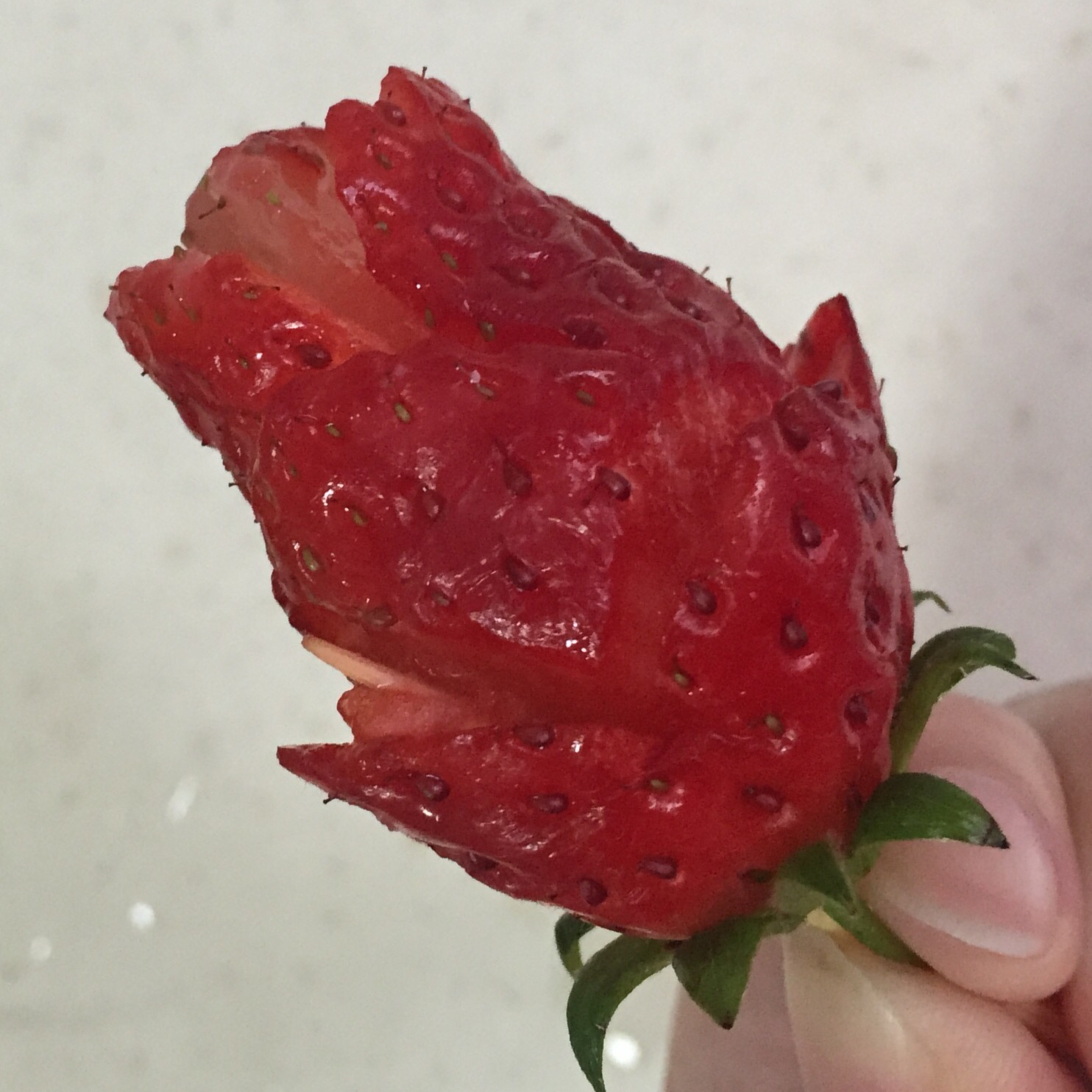 草莓玫瑰花