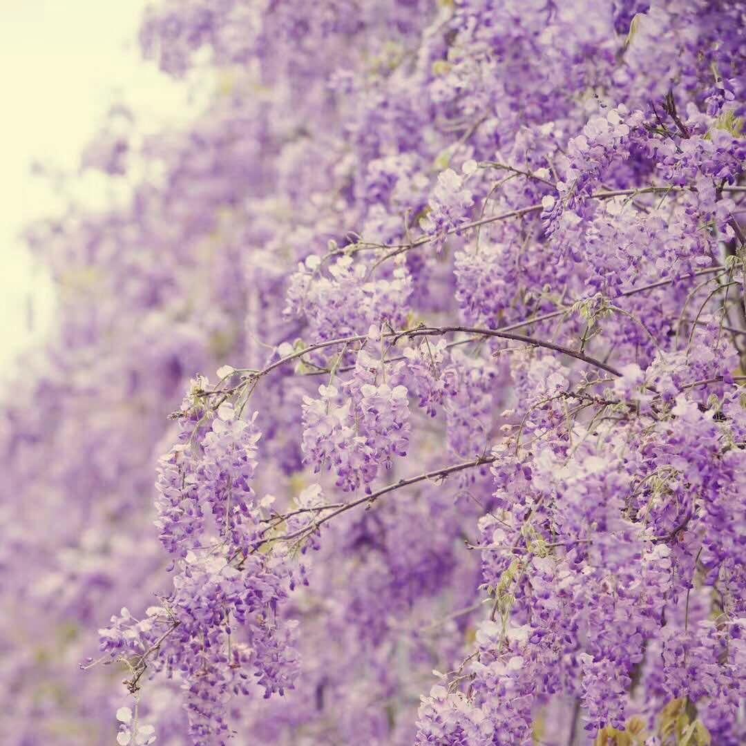 白菜生姜亦可芬芳