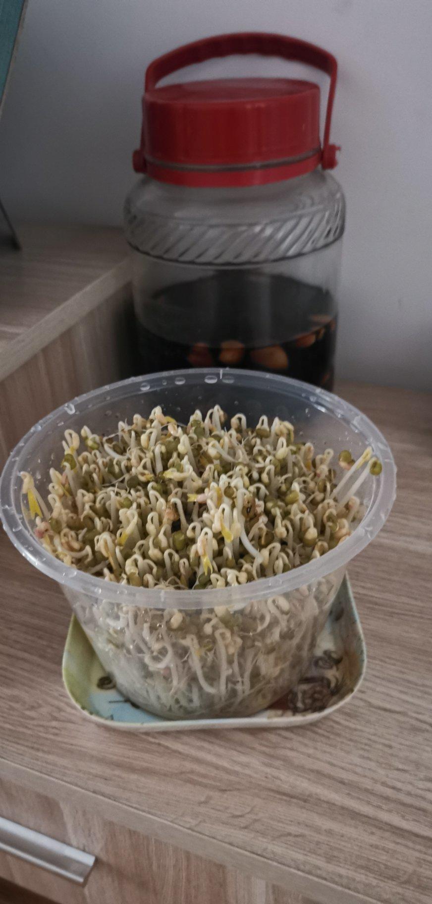 自发绿豆芽