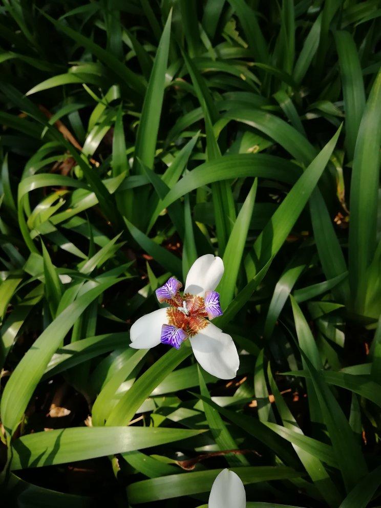 红豆红枣小米大米黎麦米糊