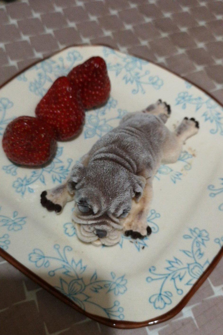 网红慕斯狗（琴姐）