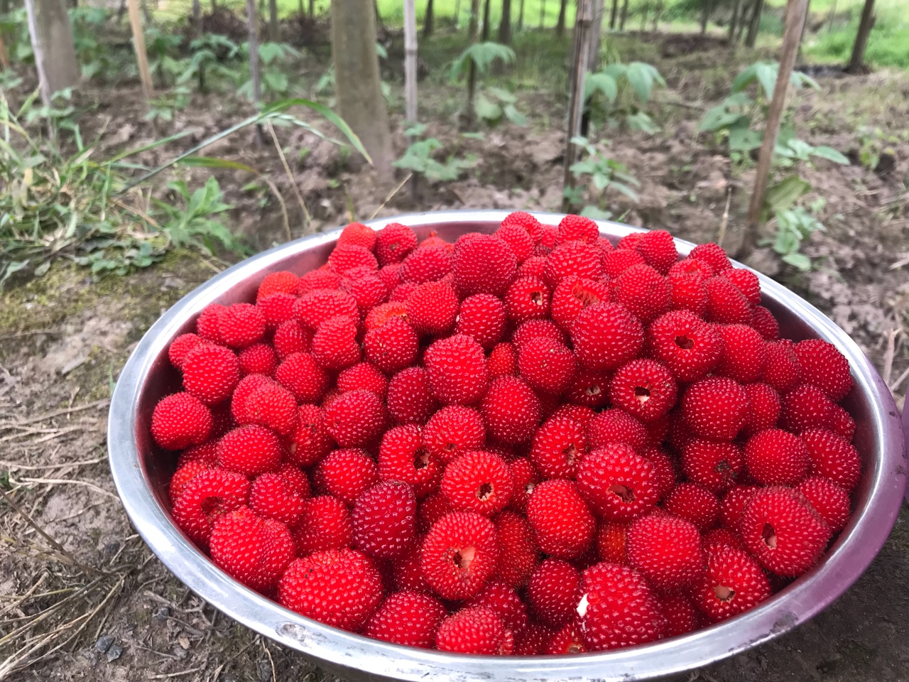 野生树莓果酱