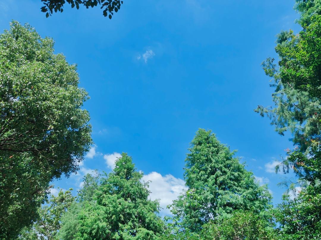 油浸番茄