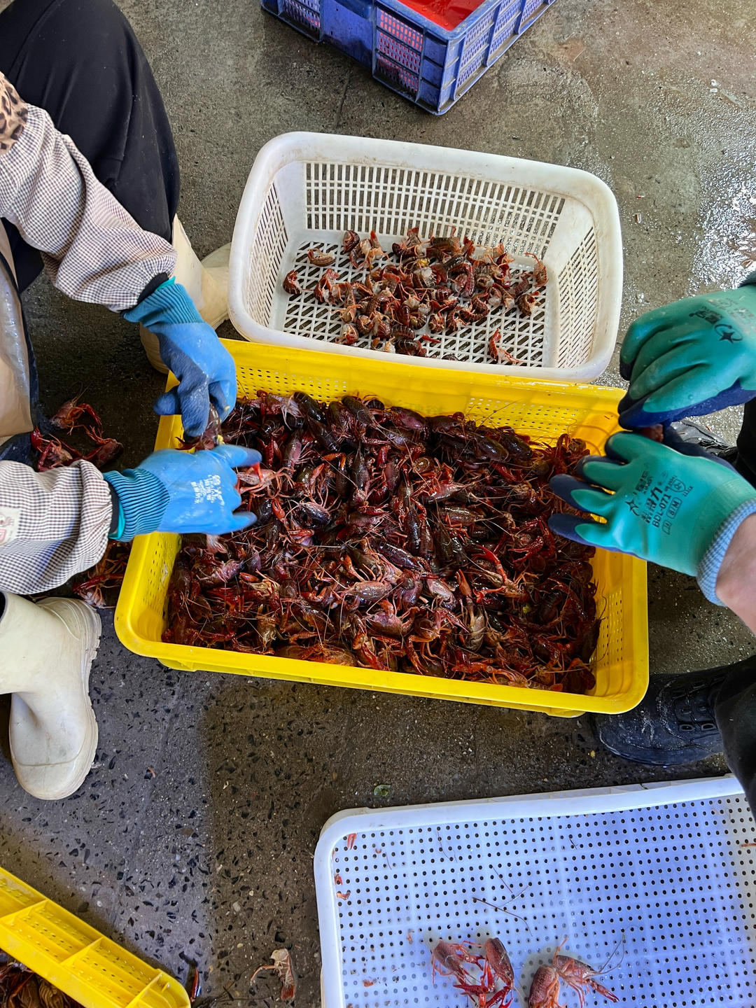 蒜香龙虾尾