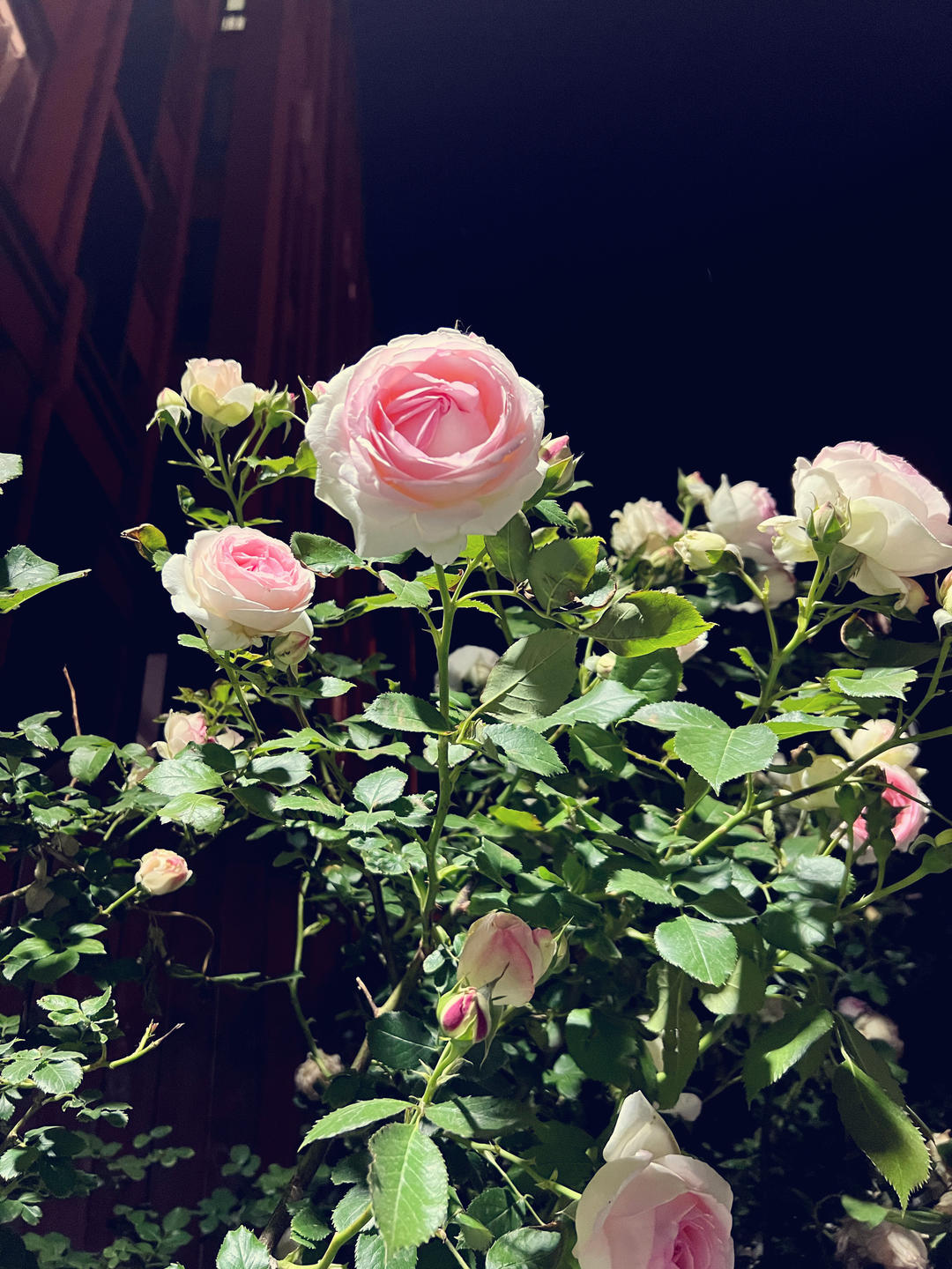 被搬砖耽误的小小方