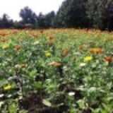 飞鸟与鱼的传说