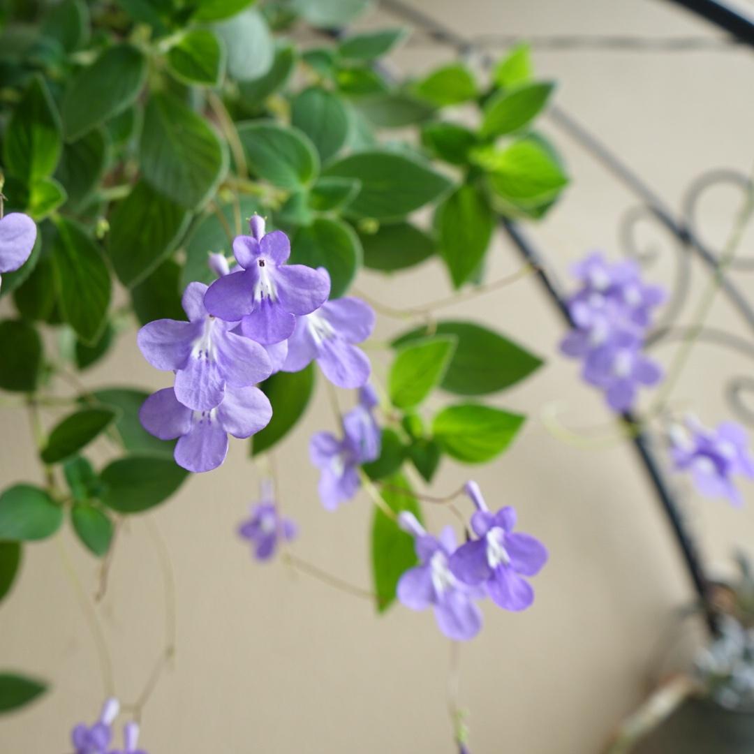 cuckoojasmine