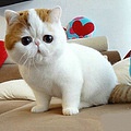 翡翠猫