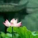 梁陈一家