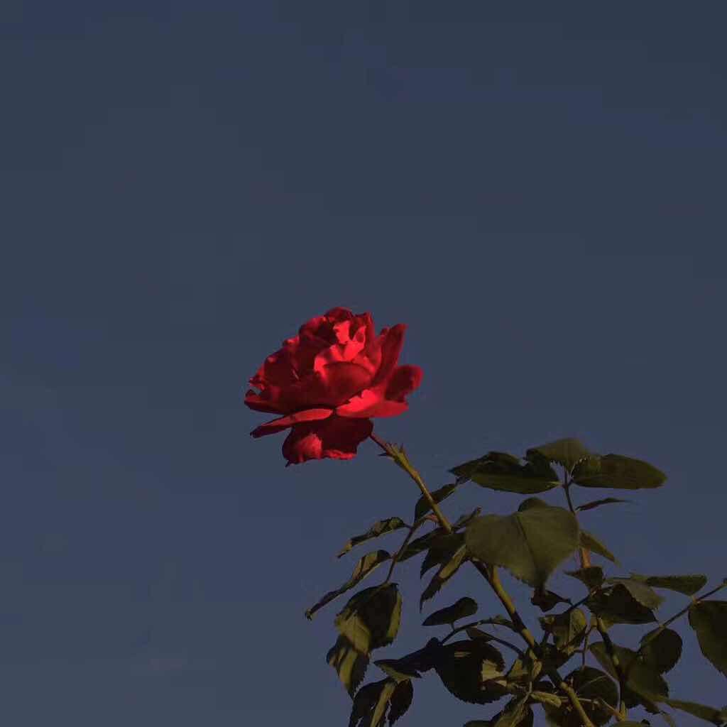 虫不知_