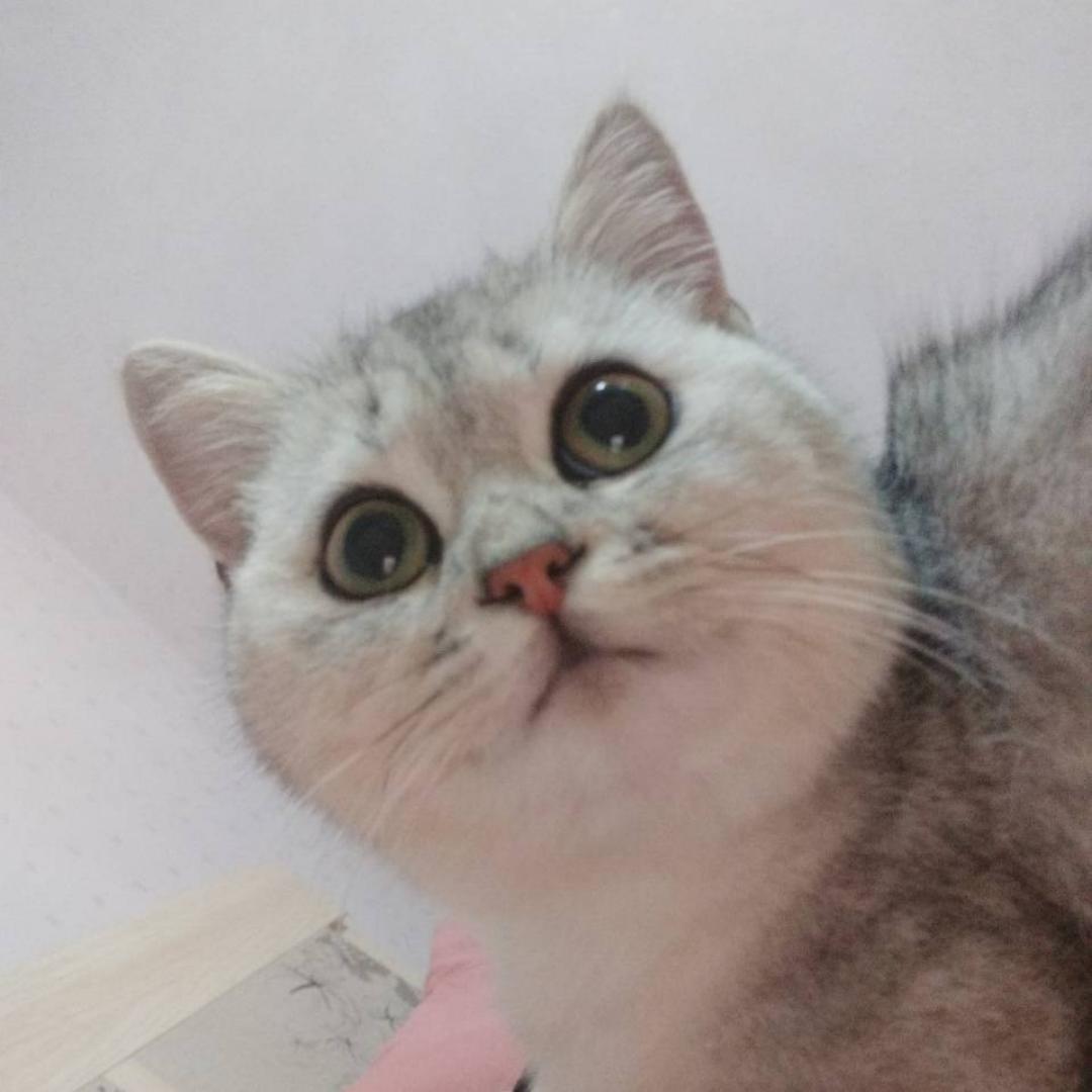 胖橘爱吃鱼