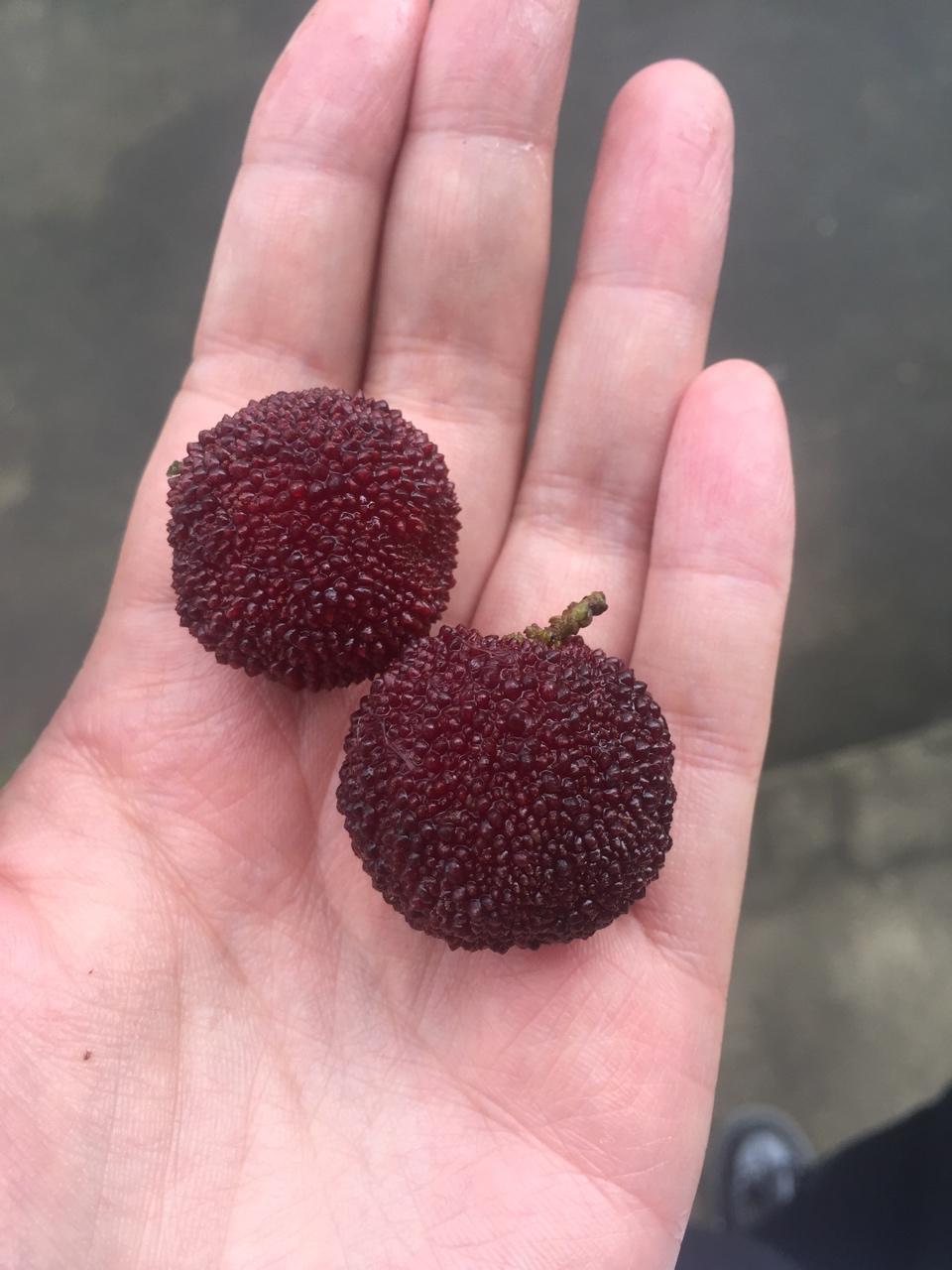 心情菜单