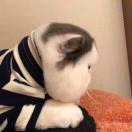 鹿哥家的肥橘猫