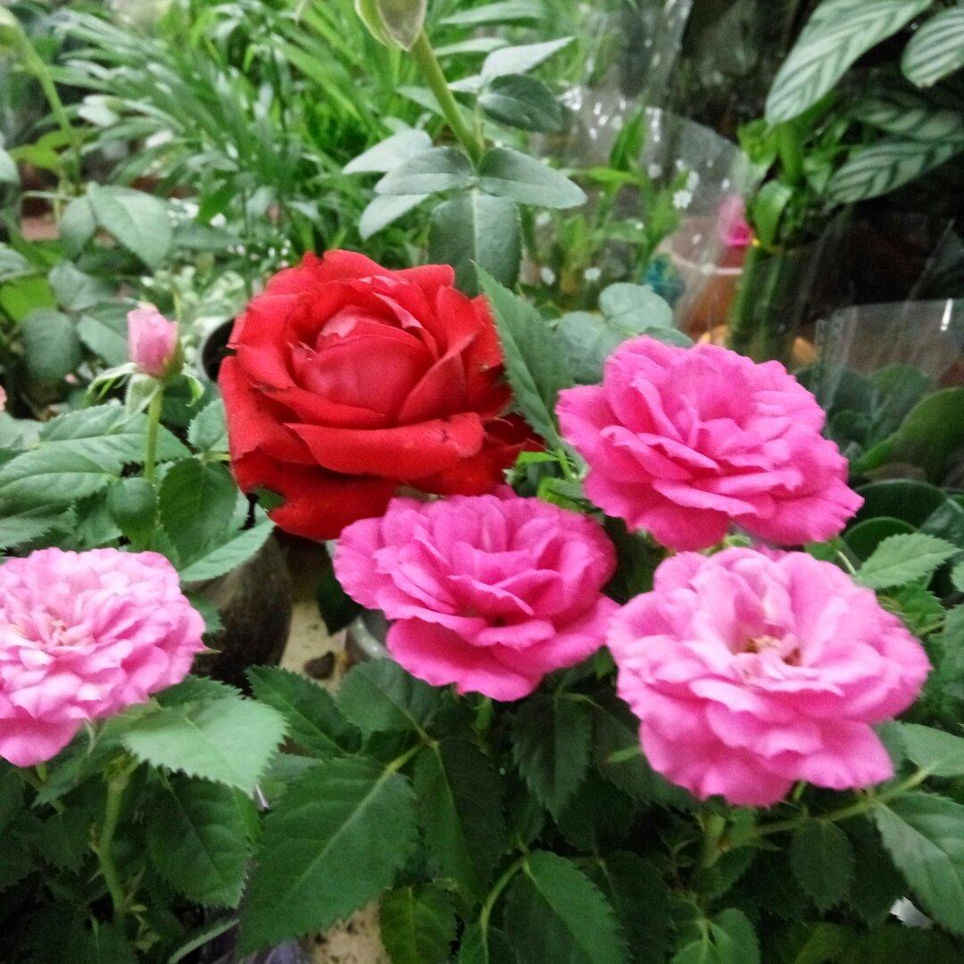 手机用户0462_qf7u