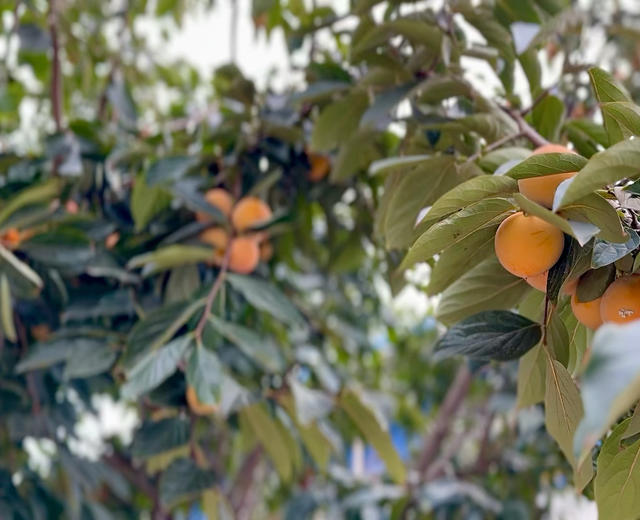 秋天的柿子|陕西爸爸的脆柿子去涩方法的做法