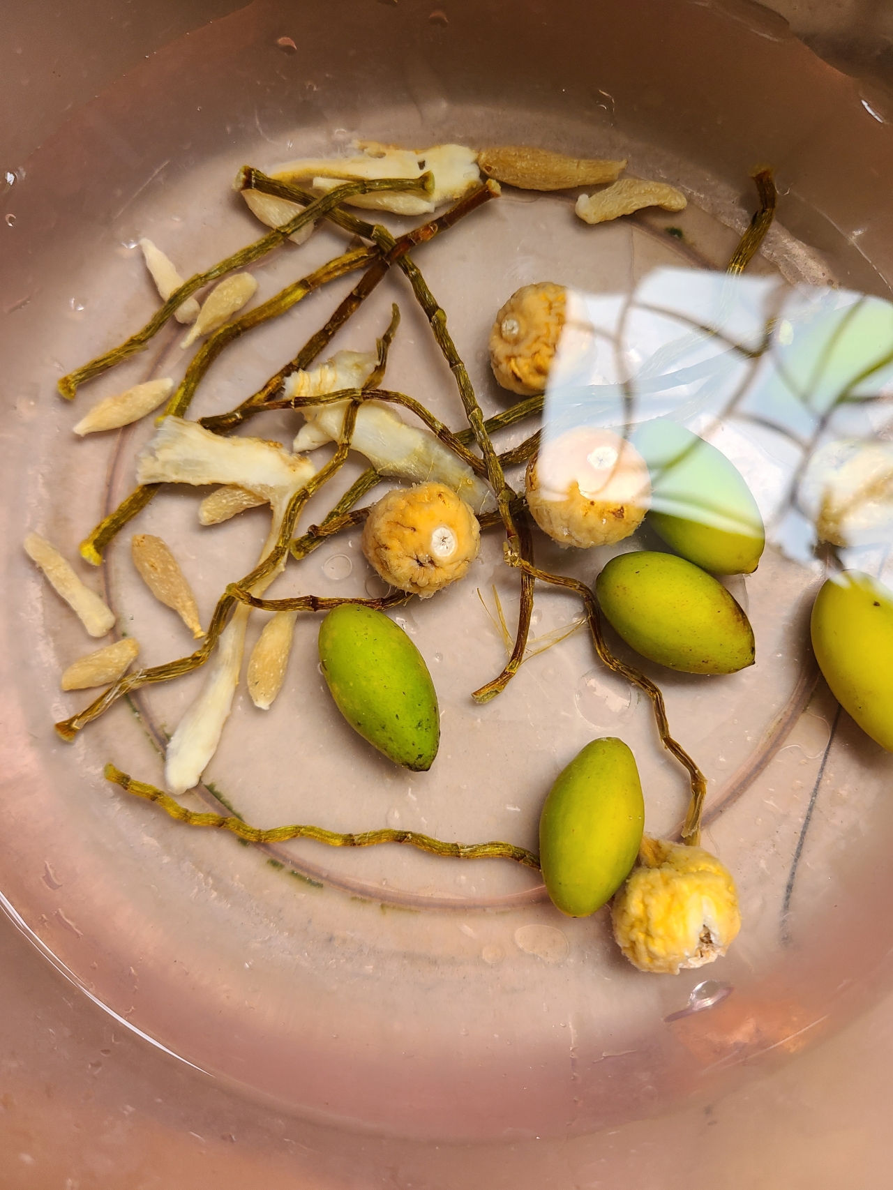 石斛橄榄排骨汤的做法 步骤2
