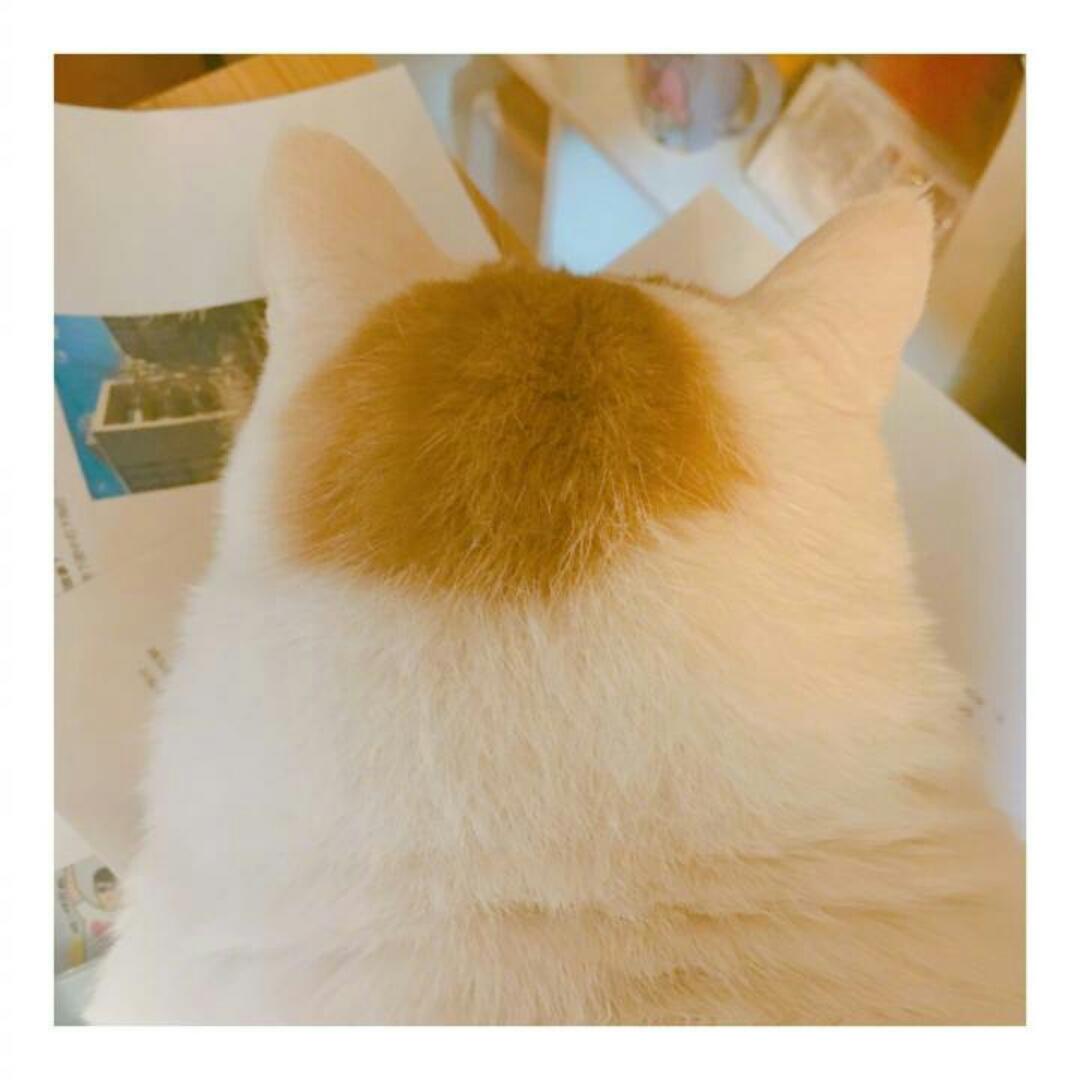 兔大王爱喵喵喵