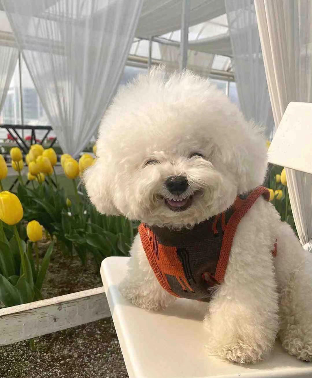 陈小厨Y