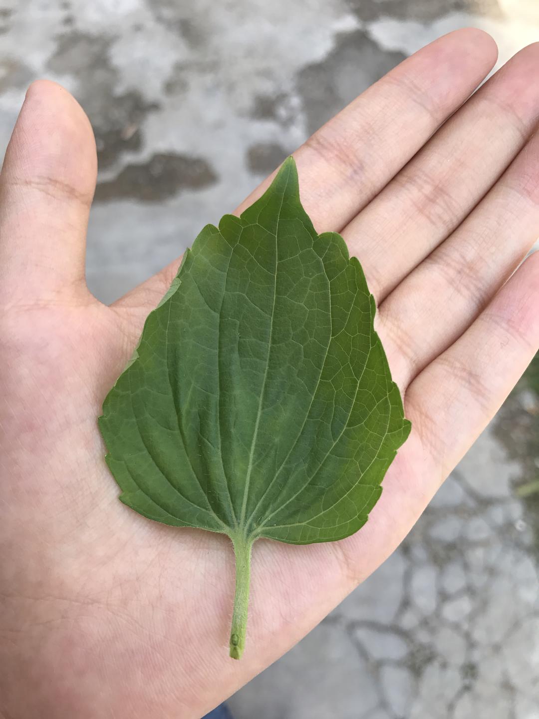 上得厅堂下得厨房