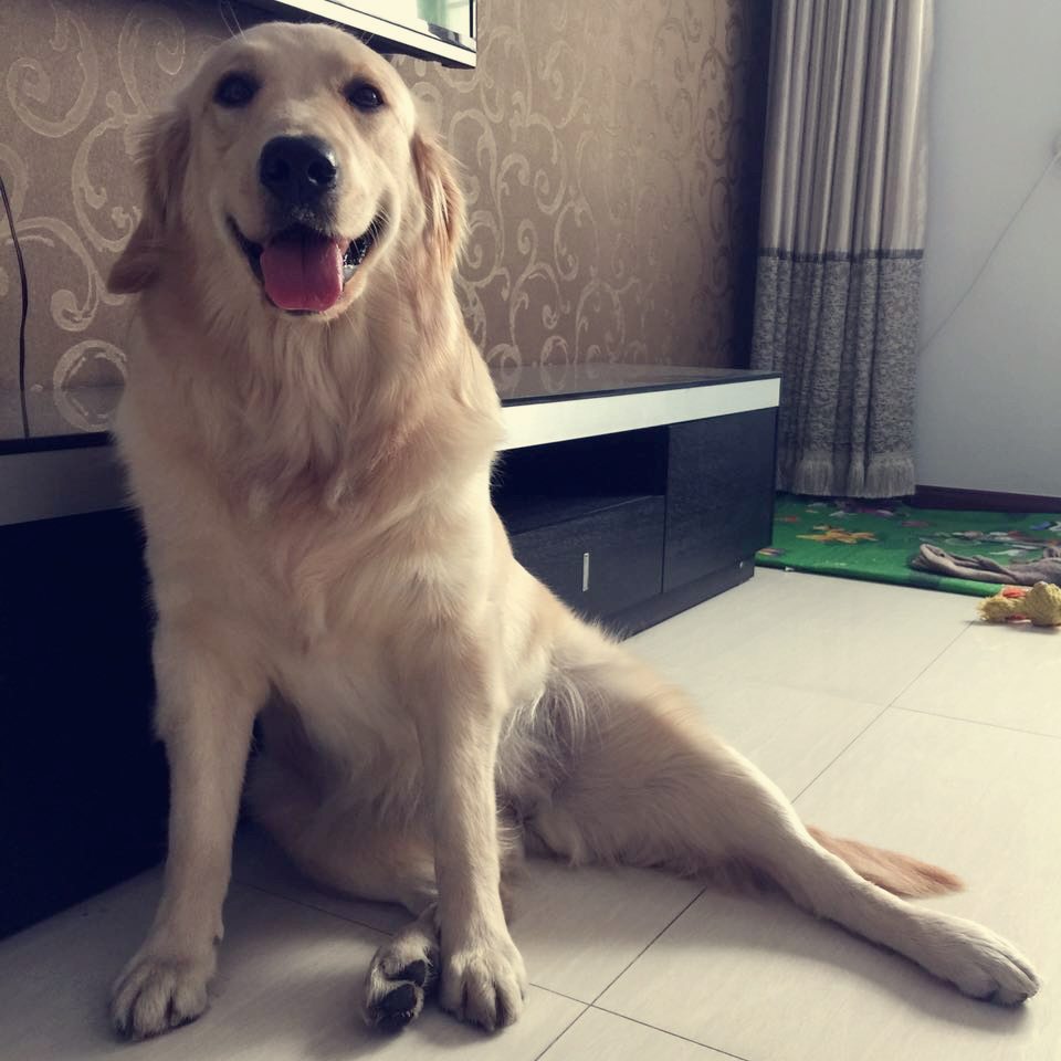 爱心狗狗餐