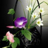 花袭人