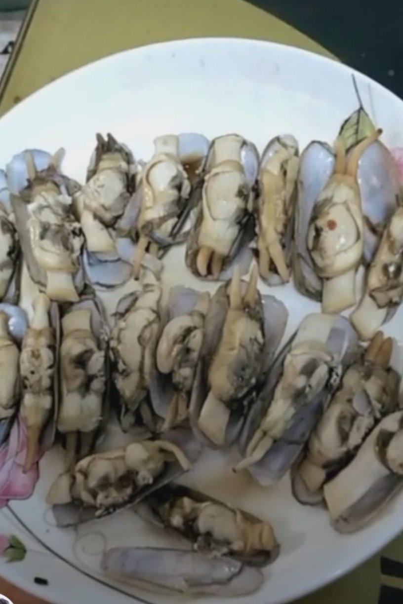 原汁原味的插蛏（蛏子）