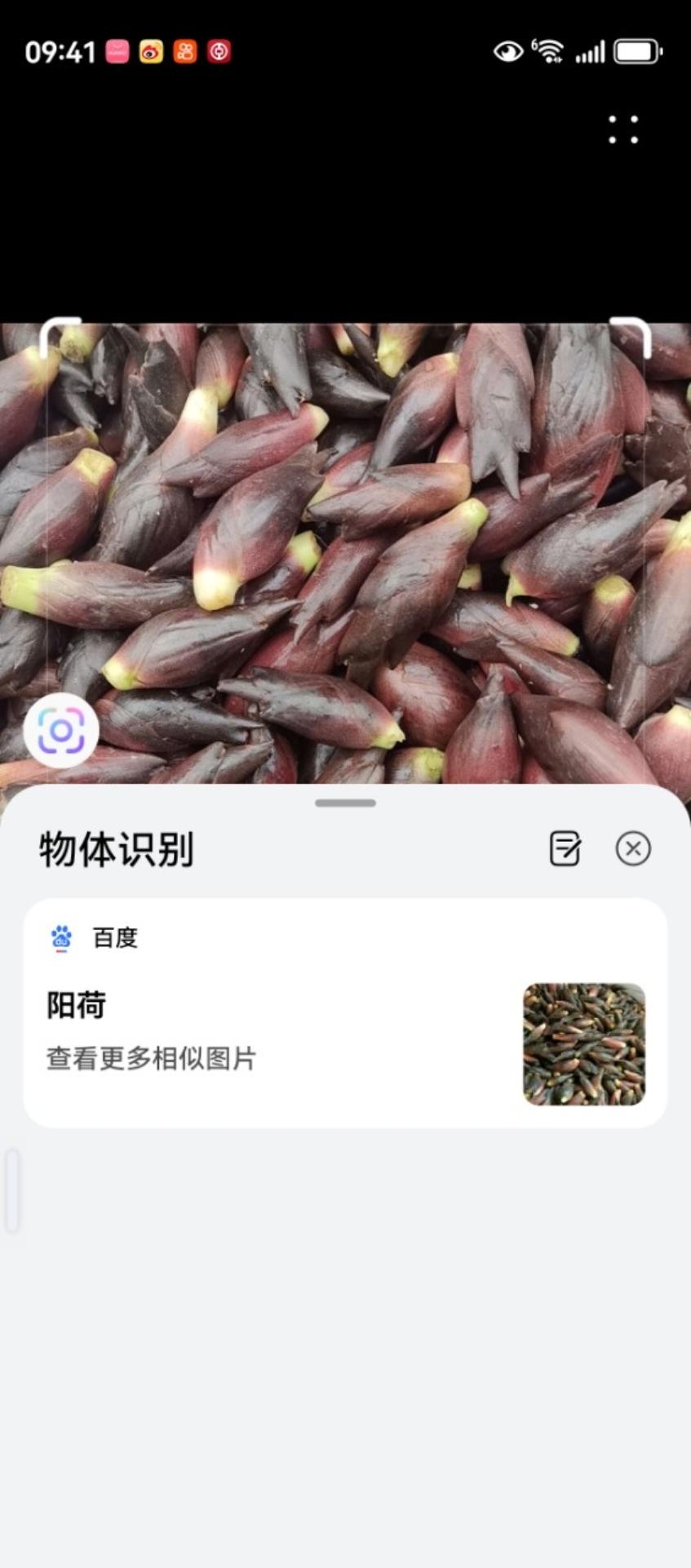 清炒洋荷