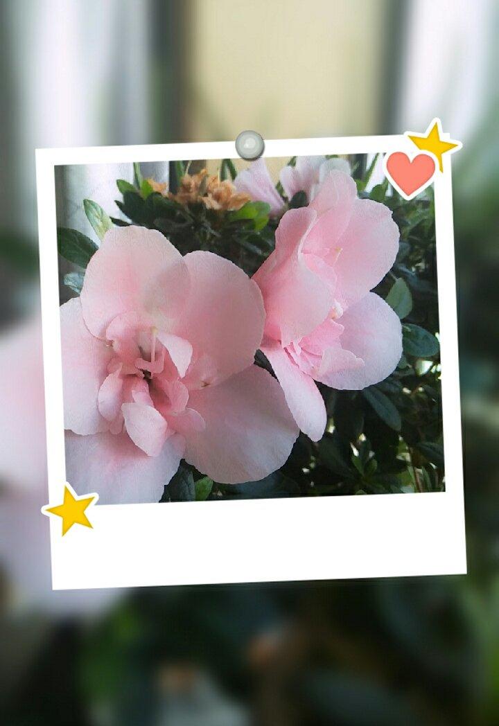 传统天然酵种欧包