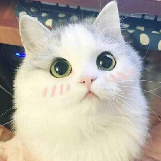 小狐狸SAMA