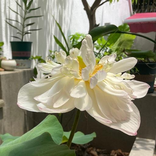 秋雅卓玛