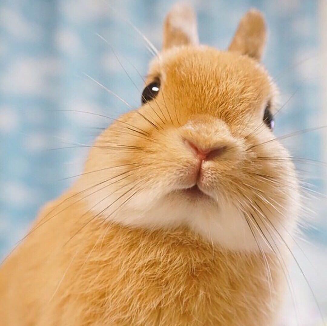 小厮丫子