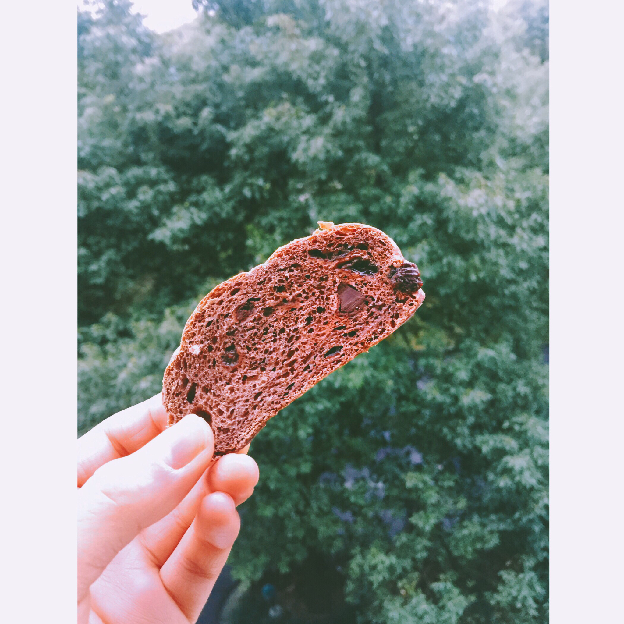 全麦巧克力豆软欧