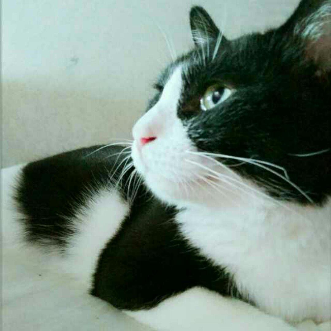 影子猫人