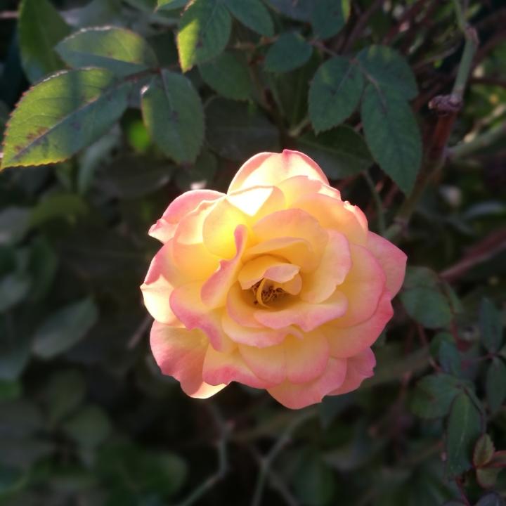 了不起的然然妈