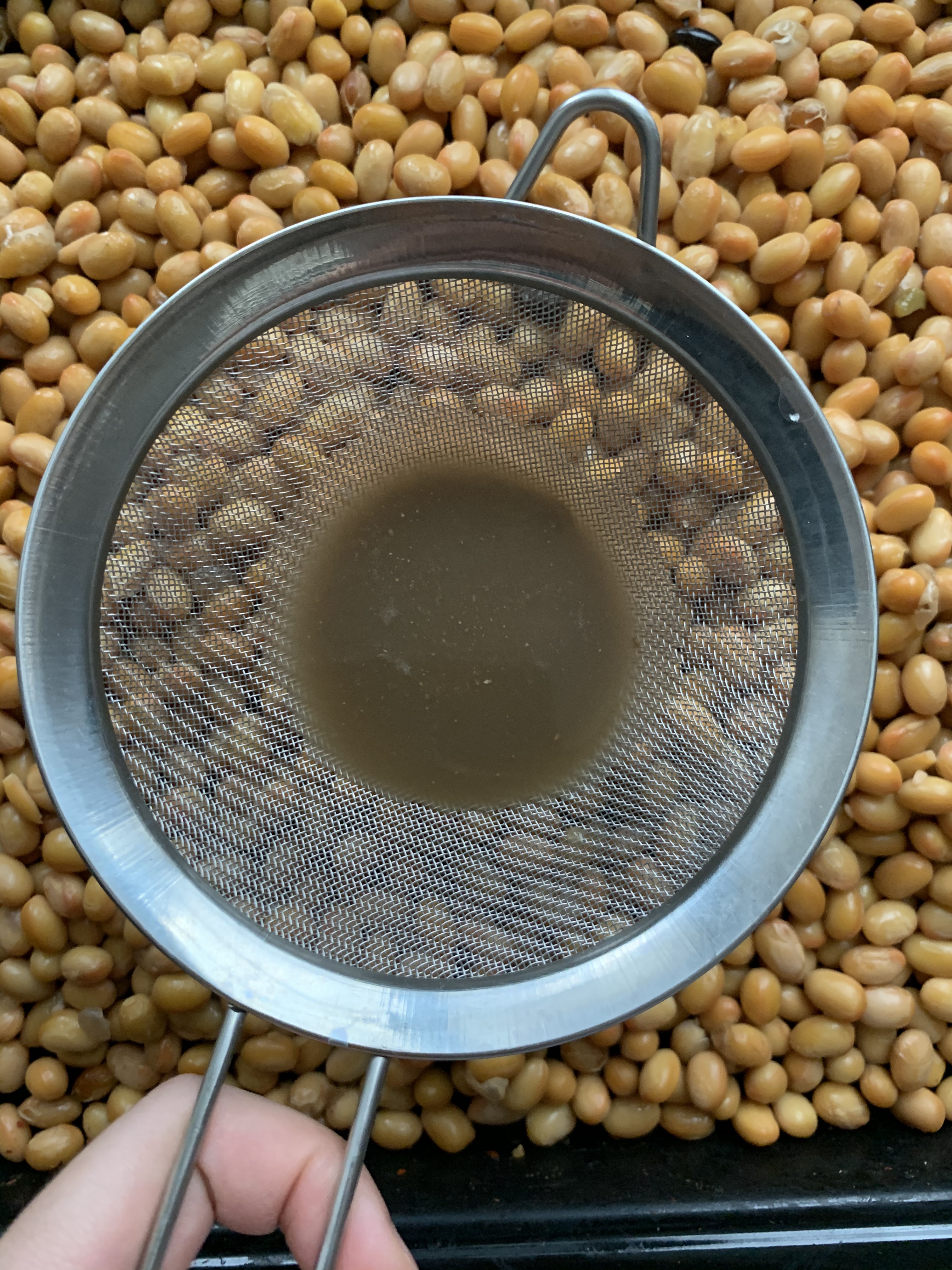 毛霉菌自制干豆豉（贵州风味）的做法 步骤2