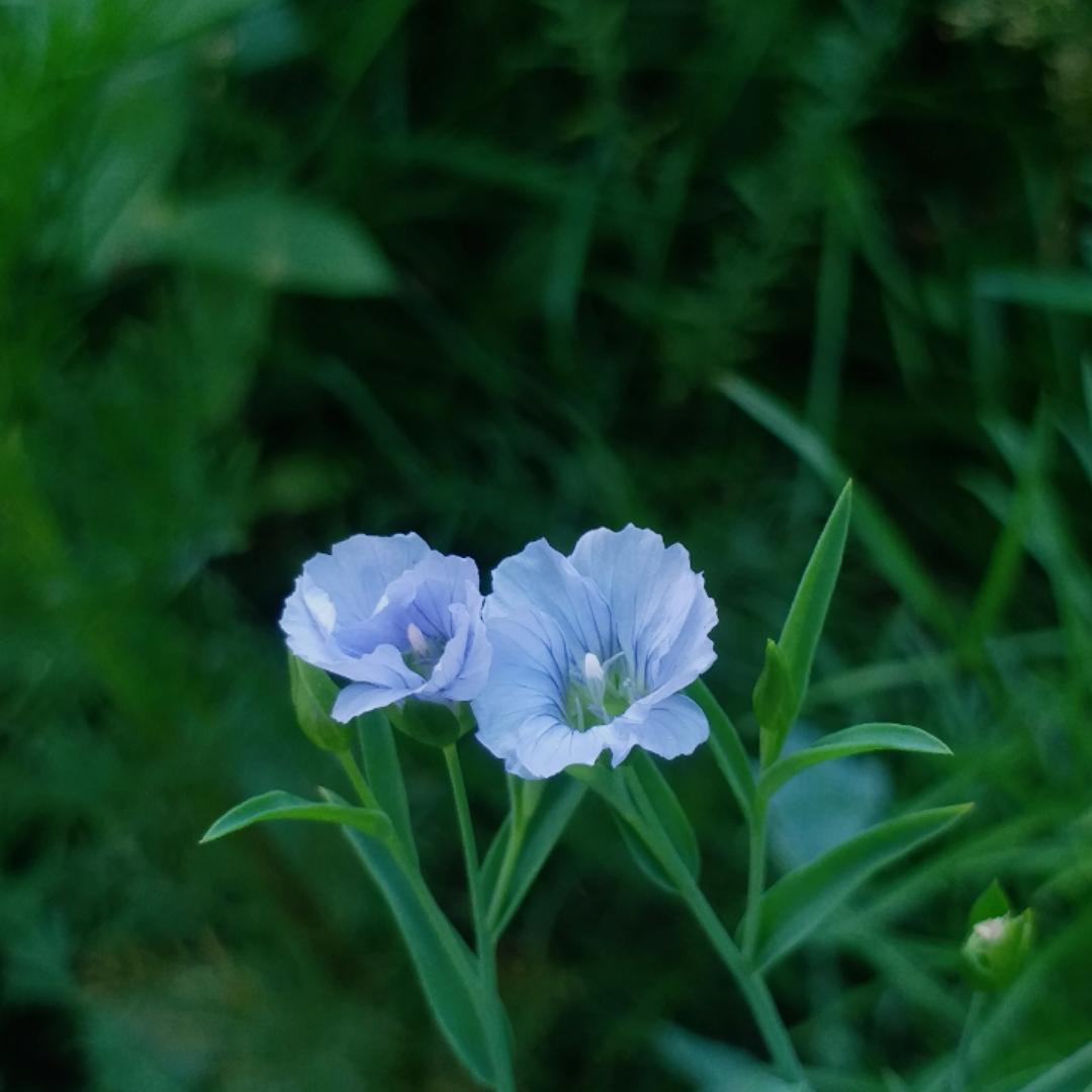 小荃香香