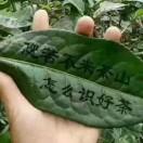 安吉馨蕓白茶13175218330