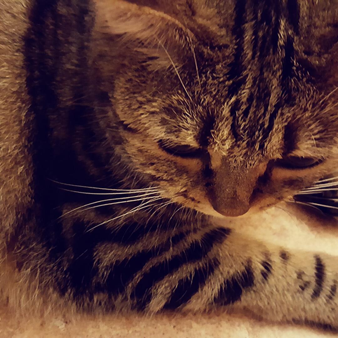 怂怂是只猫