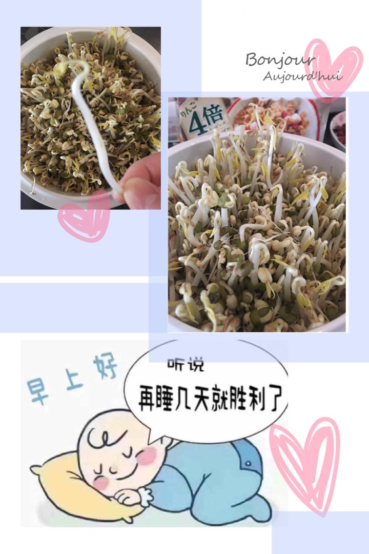 自制豆芽【黄豆芽、绿豆芽、黑豆芽、红豆芽】
